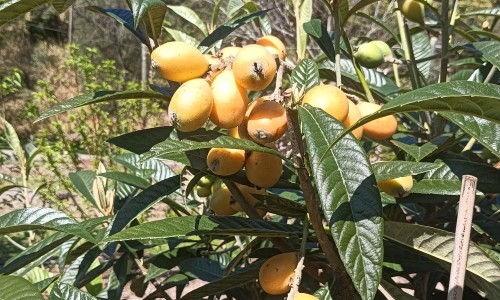 喂奶能不能吃香菇-【哺乳期吃香菇的好处是什么】哺乳期可以吃香菇吗会回奶吗 - 哺乳期吃香菇的好处网